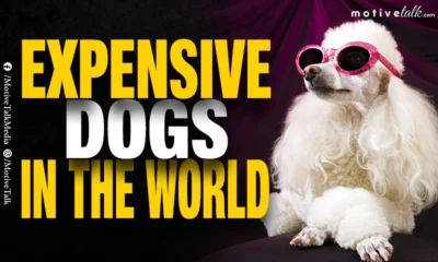 Expensive Dog