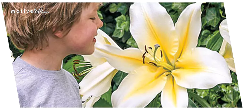 Largest Flowers