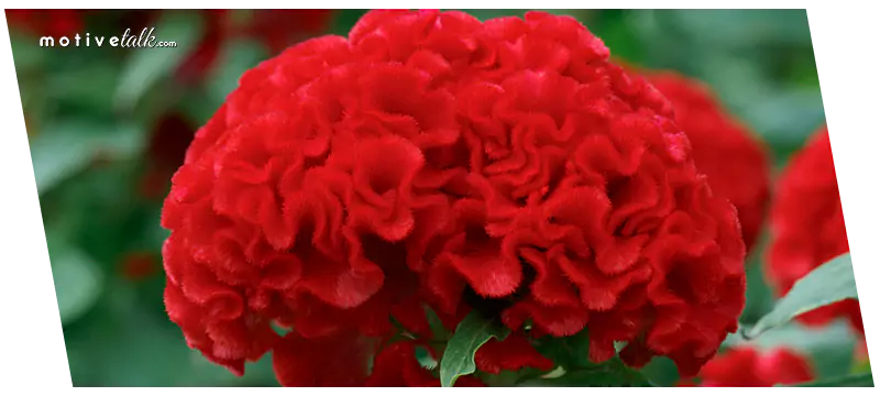 Largest Flowers in the World