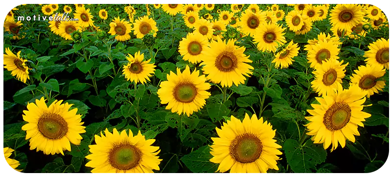 Largest Flowers in the World
