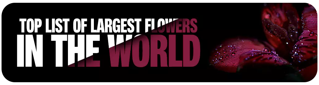 Largest Flowers