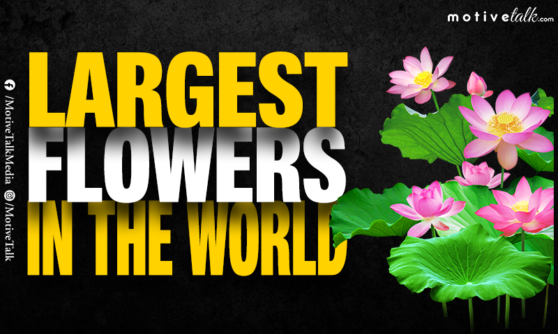 Largest Flowers in the World