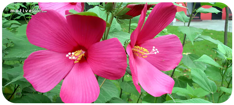 Largest Flower