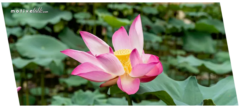 Largest Flowers