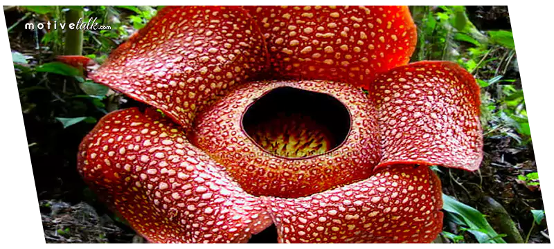 Largest Flowers