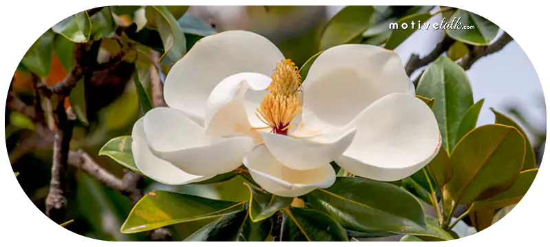 Largest Flowers in the World