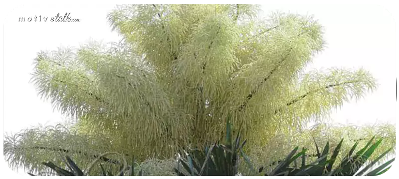 Largest Flowers