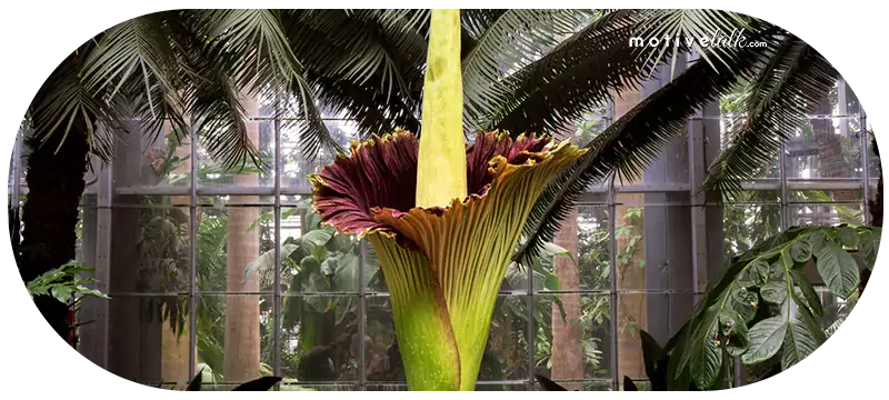 Largest Flowers in the World