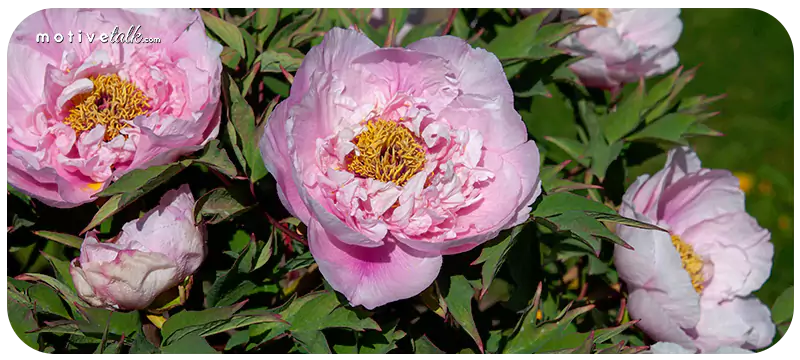 Largest Flowers