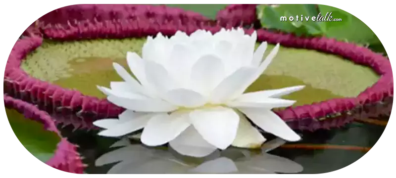 Largest Flower