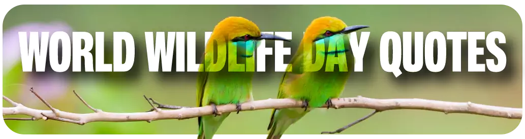 World Wildlife day quote