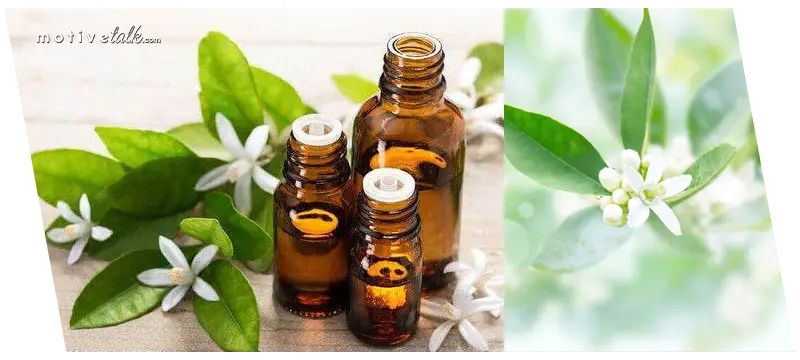 Top most expensive essential oils