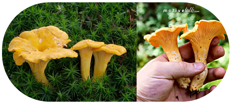 Expensive Mushroom in the World