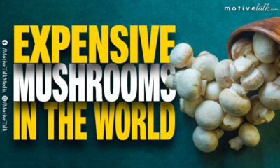 Expensive Mushrooms