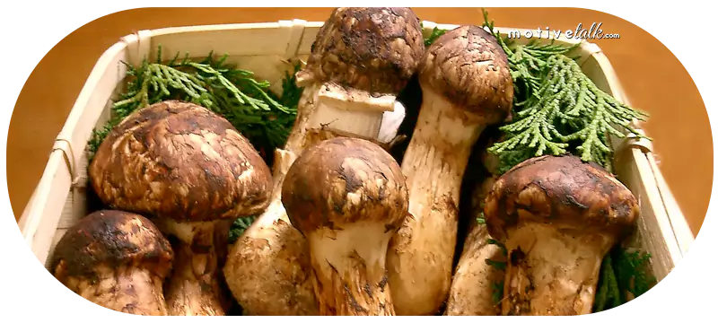 Expensive Mushroom