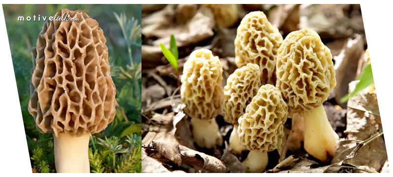 Expensive Mushrooms in the World
