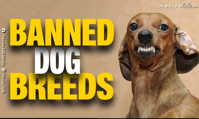 Banned Dog Breed
