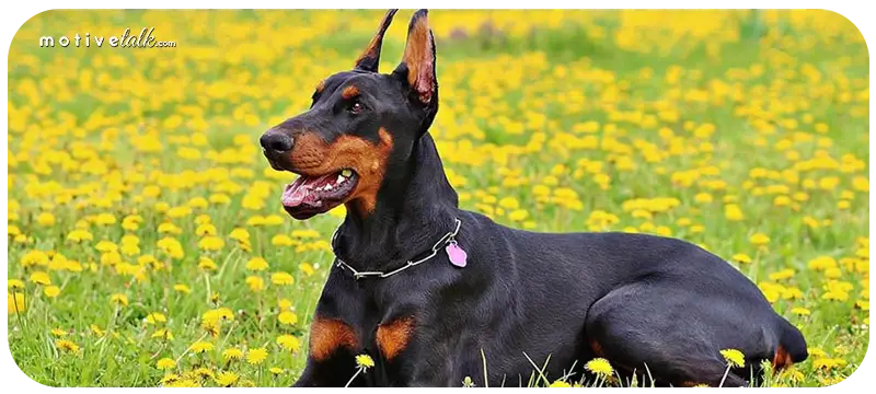 Top Banned Dog Breeds