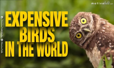 Expensive Birds