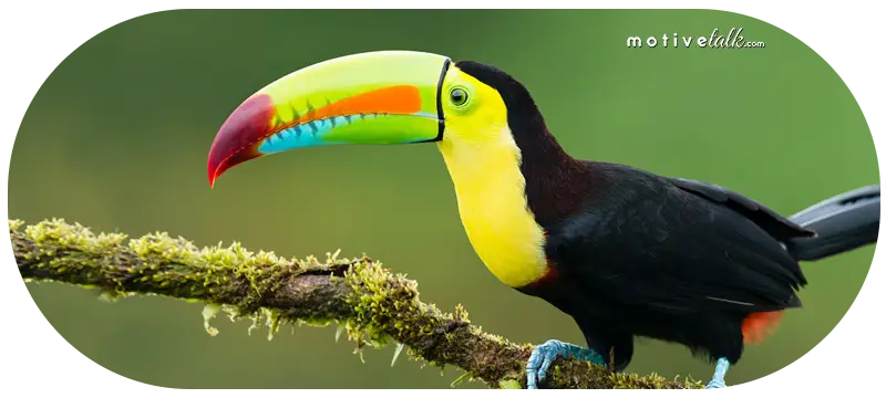 Most Expensive Bird in the World