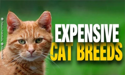 Expensive Cat Breeds